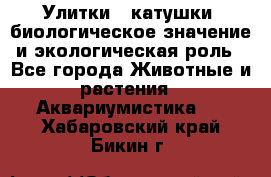 Улитки – катушки: биологическое значение и экологическая роль - Все города Животные и растения » Аквариумистика   . Хабаровский край,Бикин г.